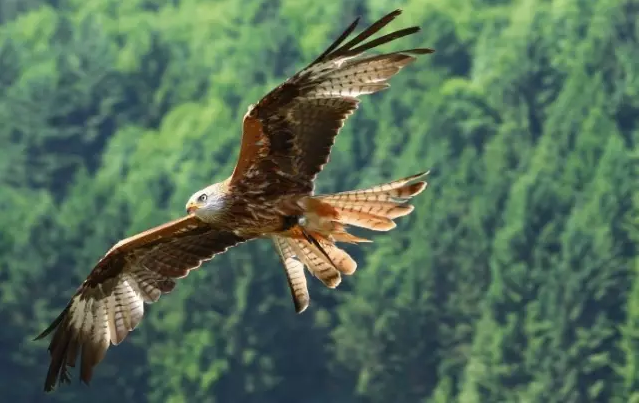 1471432505251951hpBC.png 236.png