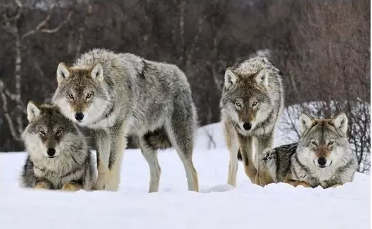 1471432581121224hpBE.png 234.png